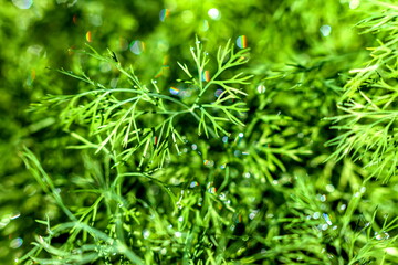 Dew drops on dill closeup