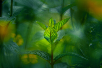 Beautiful closeup of peppermint leaves in the garden. NAtural, fresh, cooling herbal tea, vegan, organic ingredient.