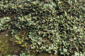 Autumn leaves, autumn natural texture