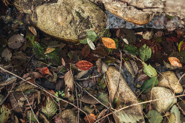 Autumn leaves, autumn natural texture