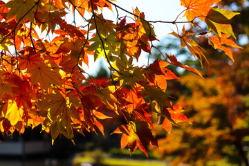 紅葉 もみじ 赤い 秋 美しい 綺麗 鮮やか 
