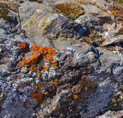 Lichen growing on stones (Background, banner, Wallpaper, texture)
