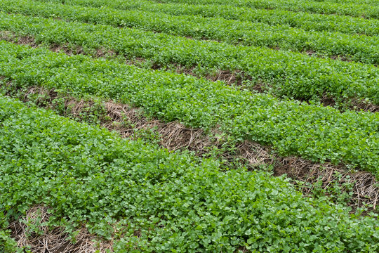 Traditional coriander soil cultivation