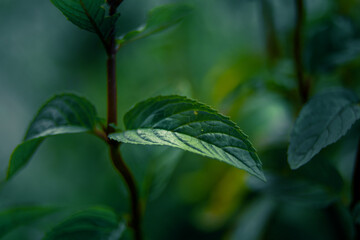 Beautiful closeup of peppermint leaves in the garden. NAtural, fresh, cooling herbal tea, vegan, organic ingredient.