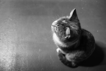 Lovely cat sitting on the floor. Kitten portrait indoor. BW photo.