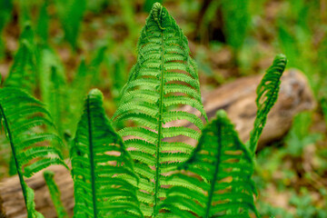 Young spring stems fern
