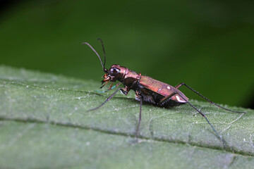 Spotted tiger beetles inhabit wild plants in North China