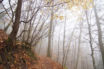 foggy autumn forest, path and fall trees