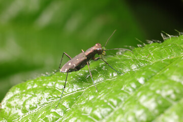 Spotted tiger beetles inhabit wild plants in North China