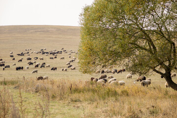 Naklejka na ściany i meble herd of black and white sheep grazing in a meadow in a mountainous area