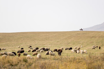 Shepherd on a horse watching a herd of sheep. Sheep eat grass.