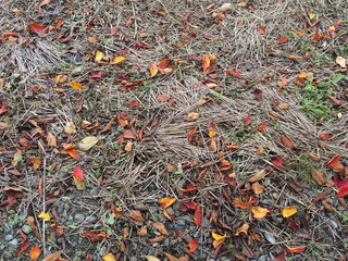 枯野に散った桜の枯れ葉