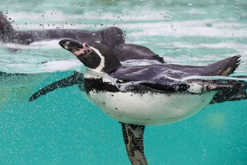 Naklejka premium Penguin swimming in cool blue water