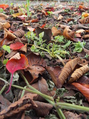 流山線の線路脇に散った桜の枯れ葉
