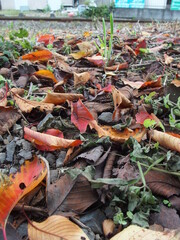 流山線の線路脇に散った桜の枯れ葉
