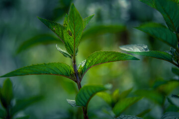 Beautiful closeup of peppermint leaves in the garden. NAtural, fresh, cooling herbal tea, vegan, organic ingredient.