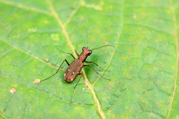Spotted tiger beetles inhabit wild plants in North China