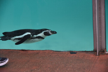 Penguin swimming in cool blue water