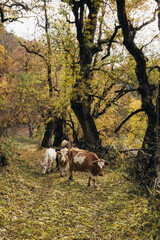 small herd of cows in the mountains. Autumn road with yellow leaves, leaf fall. Beautiful scenery. Animal farm.