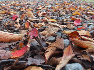 野原脇の小石の上に散った桜の枯れ葉