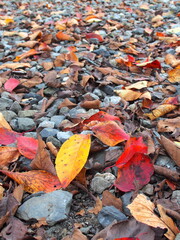 野原脇の小石の上に散った桜の枯れ葉