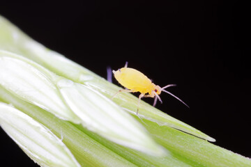 Aphids crawl on green plants