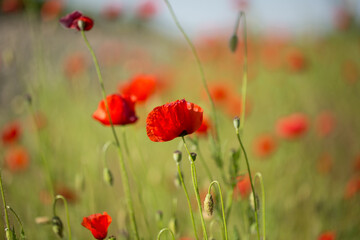 Red flower - a poppy in the field