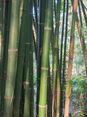(Close Up) Bamboo forest with natural.