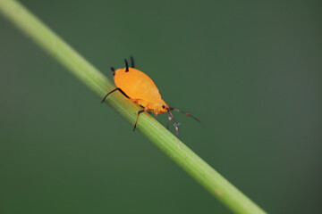 Aphids crawl on green plants
