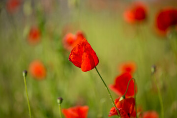 Red flower - a poppy in the field