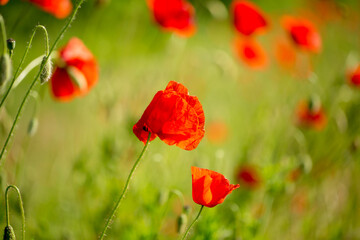 Red flower - a poppy in the field