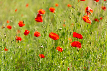 A lot of red poppies - meadow flowers