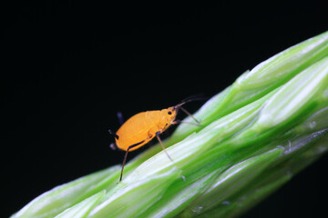 Aphids crawl on green plants