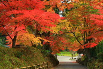 世界遺産　紅葉の中尊寺