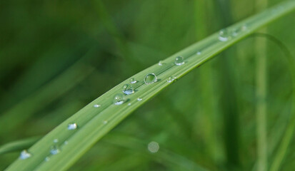 summer landscape with large dewdrops on a blade of grass