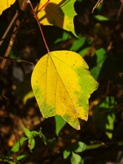 Obraz premium 黄葉のアカメガシワの葉