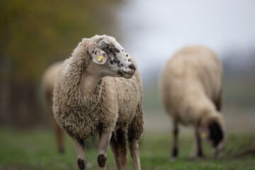 Sheep walking free and grazing on meadow