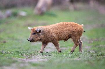 Mangalitsa piglet walking on meadow