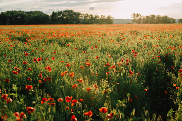 Field of fresh poppies at sunset in the South