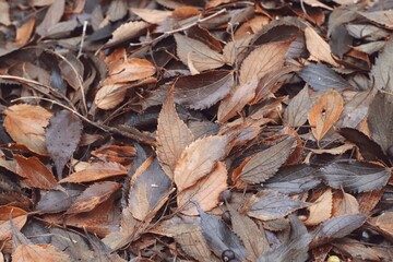 HOJAS OTOÑO