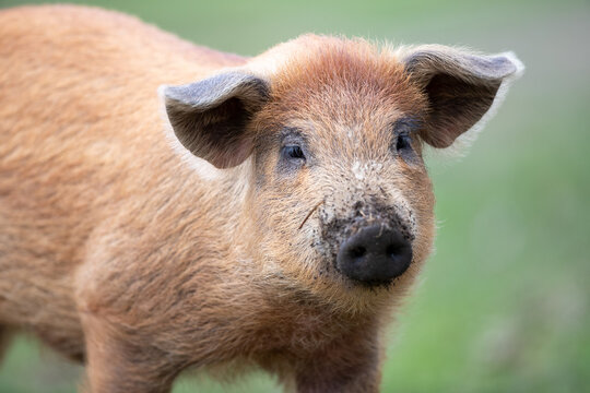 Mangalitsa piglet walking on meadow