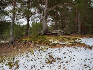 Pine trees on a steep sandy shore in early winter