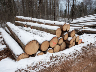 Sawed tree trunks in a felling near the road in winter