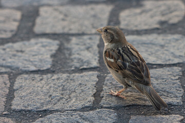 passero sulla strada