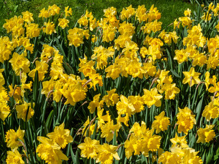 Obraz premium Daffodils (narcissus) a springtime yellow flower bulb plant growing outdoors in a public park during the spring season, stock photo image