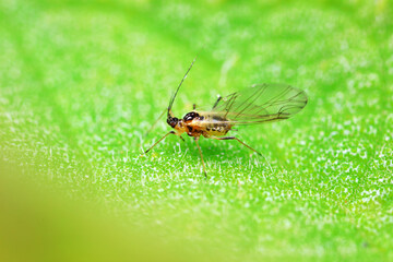 Aphids crawl on green plants