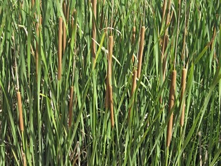 Obraz premium Vegetation texture - Green grass