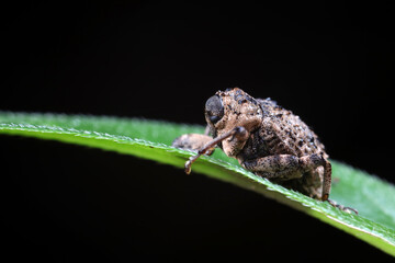 Yanggan cryptorhynchus inhabits wild plants in North China