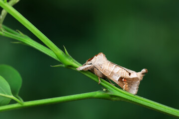 Moths on leaves in nature, North China Plain
