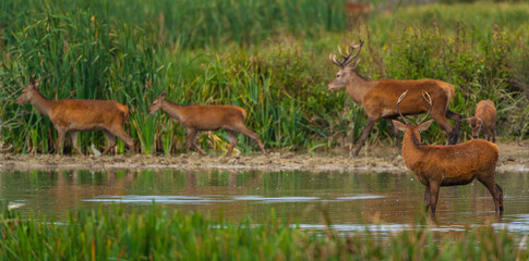 RED DEER - CIERVO COMUN O ROJO (Cervus elaphus)
